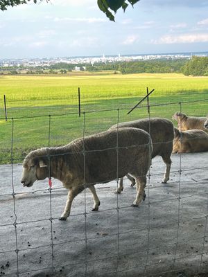 羊ヶ丘牧場
🐏も暑さでお疲れ気味🥵