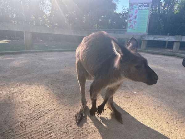オーストラリア連邦「🇦🇺(シドニー)」の写真