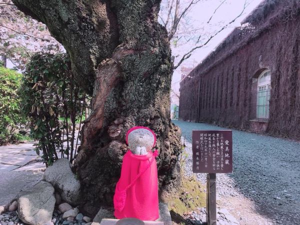 日本・岡山県「一人旅　岡山倉敷」の写真