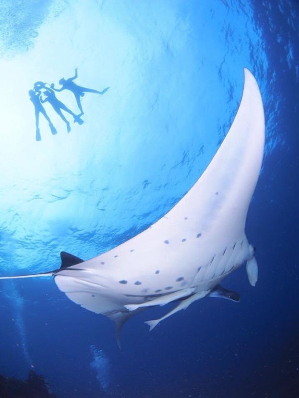 日本・石垣島「ダイビング　沖縄石垣島」の写真