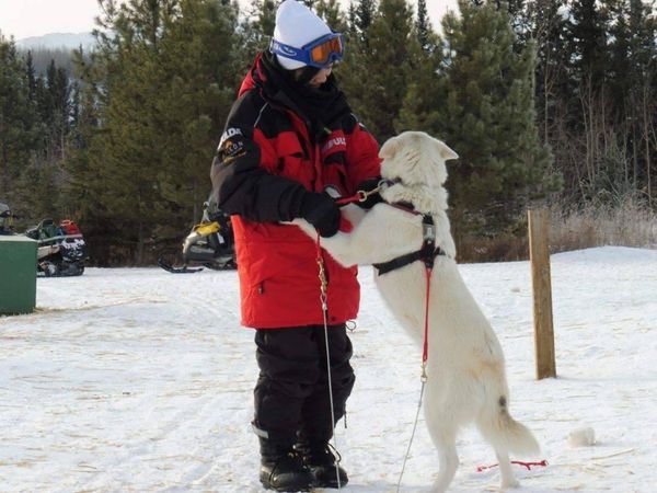 カナダ・カナダ「🇨🇦(ホワイトホース)でオーロラ　」の写真