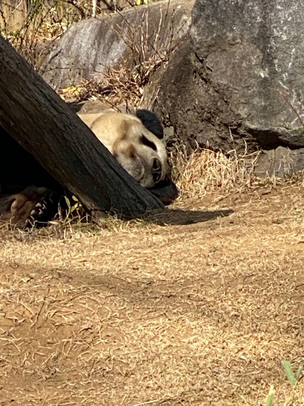 日本・東京都「上野動物園」の写真