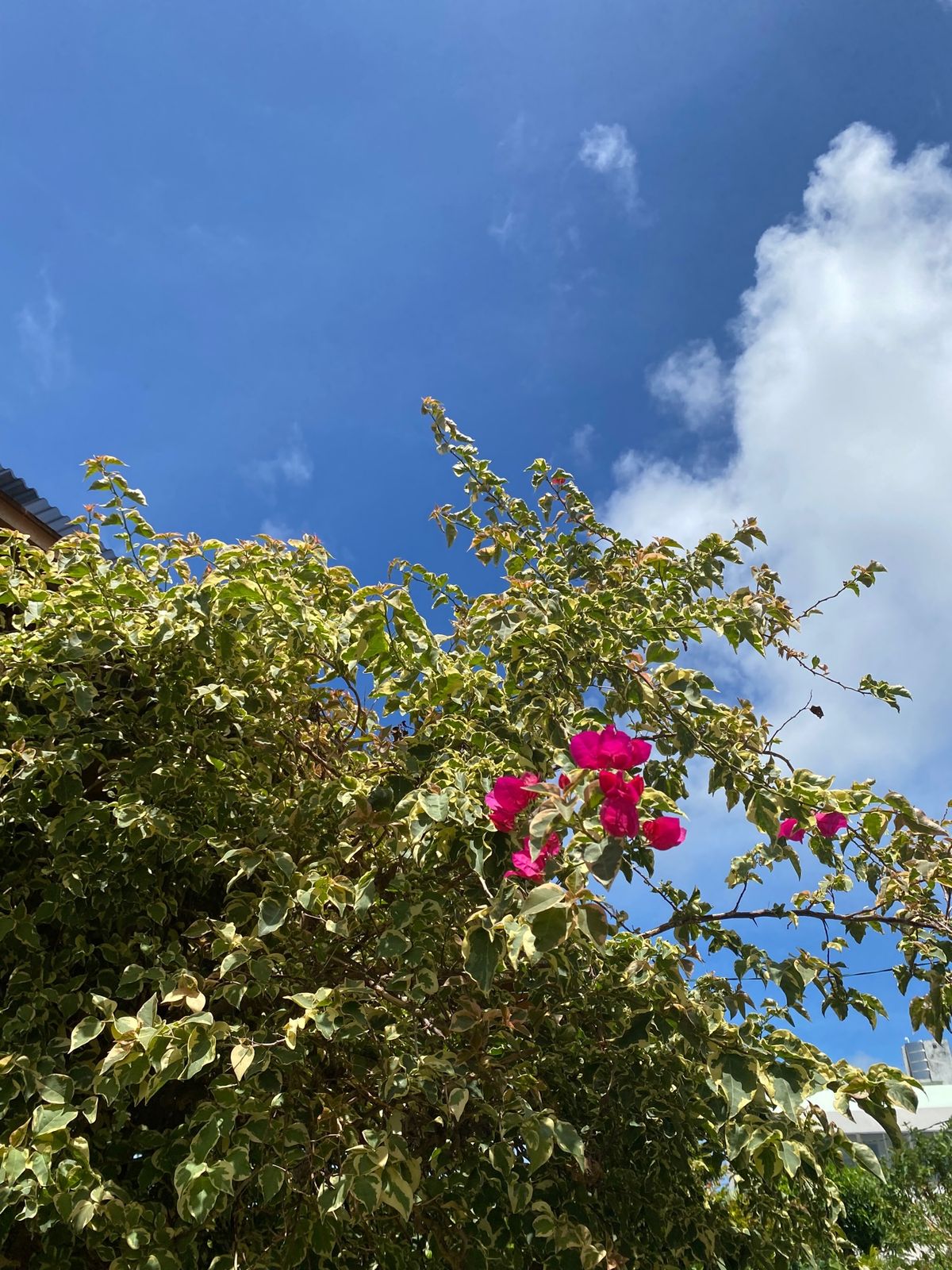 福岡空港から8:00の便で沖縄入り。
自宅を小雨降る中出発したものの
沖縄...