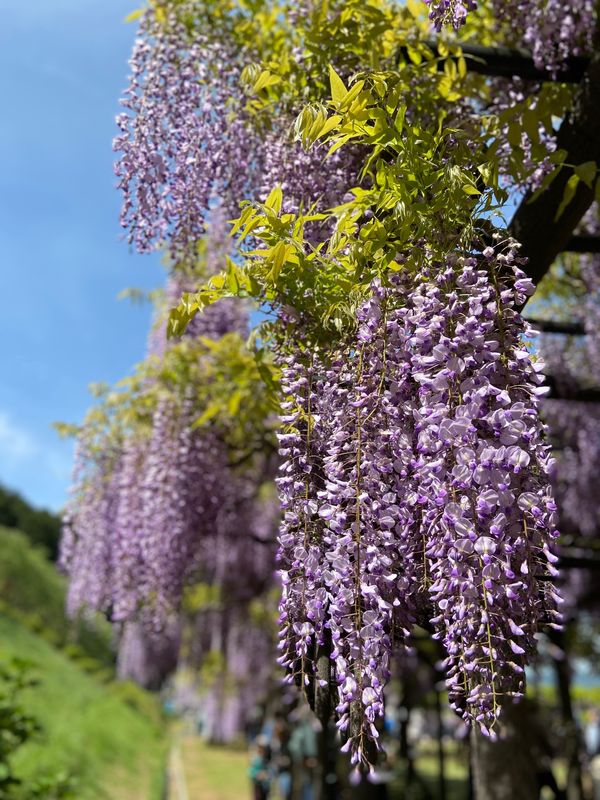 日本「朝来市白井大町の藤」の写真