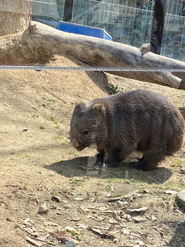 日本・日本「五月山動物園のウォンバットと神戸どうぶつ王国」の写真