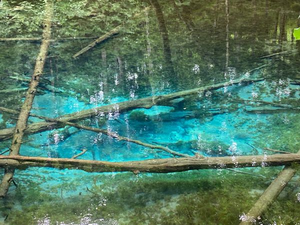 日本・知床「世界遺産への旅」の写真