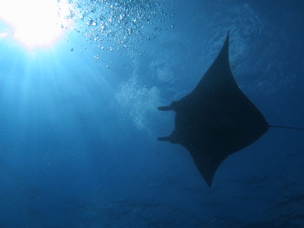 日本・石垣島「石垣島ダイビング」の写真：動画、もっと長く撮れるように、GoPro...