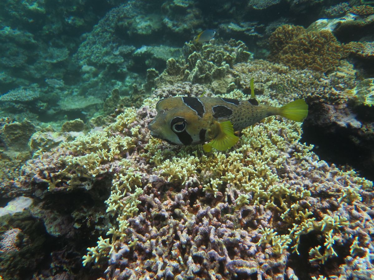 マンタ以外。
ハリセンボンと遊んだり、洞窟行ったり、珊瑚にもいやされました。