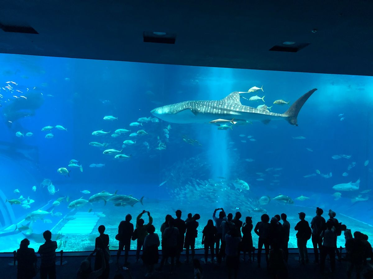 観光タクシーでの観光が想像よりも楽しかった。旅の最後はみんなで沖縄料理の人...