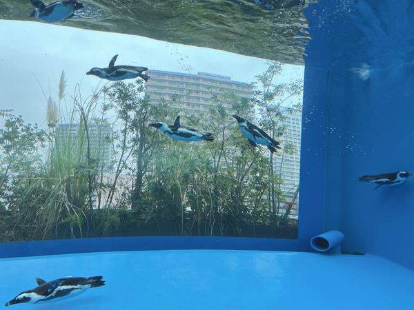 日本・東京都「東京旅」の写真：サンシャイン水族館