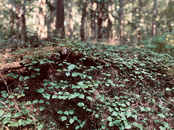 日本・山梨県「山梨　青木ヶ原樹海」の写真