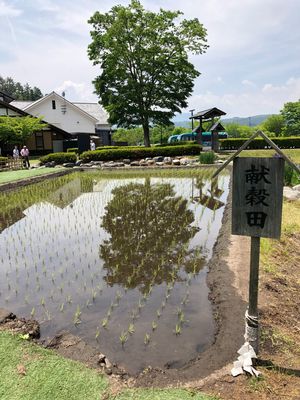 田植え