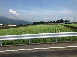 蕎麦畑です。
夏の新蕎麦が刈り取られる前の一番綺麗な時期。
