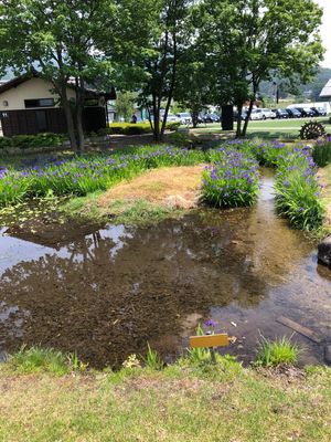 田植え