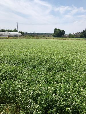 蕎麦畑です。
夏の新蕎麦が刈り取られる前の一番綺麗な時期。
