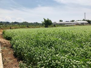 蕎麦畑です。
夏の新蕎麦が刈り取られる前の一番綺麗な時期。
