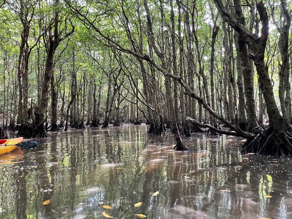日本・神奈川県「石垣島・西表島・竹富島・横浜旅行」の写真：石垣島→西表島→竹富島→横浜中華街