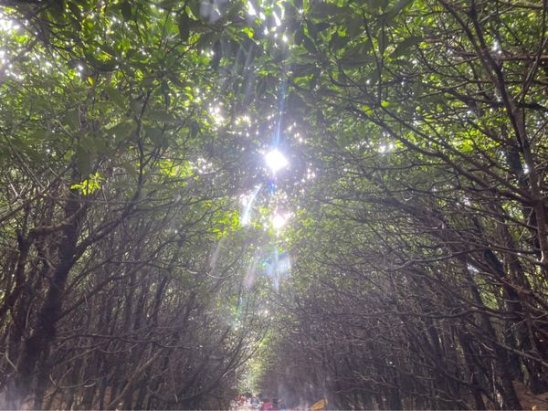 日本・沖縄県「沖縄旅行」の写真：慶佐次川