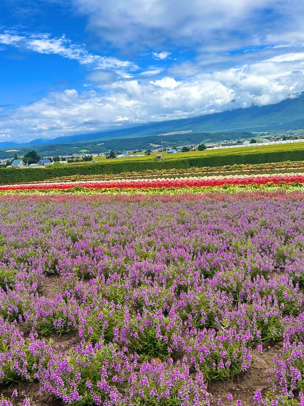 日本・北海道「北海道旅行」の写真