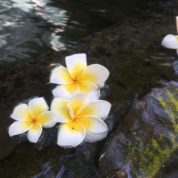 インドネシア・バリ「バリ　夏休み」の写真