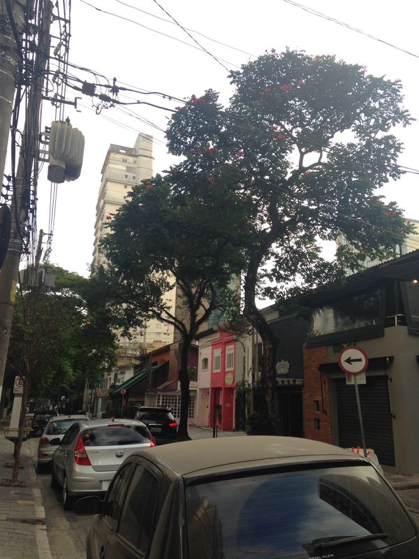 ブラジル・サンパウロ「ブラジル　」の写真