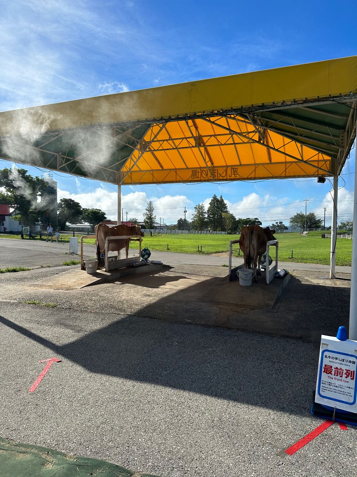 次は乳搾り体験。これも10分くらい。

長男次男は楽しんでやってたけど三男...