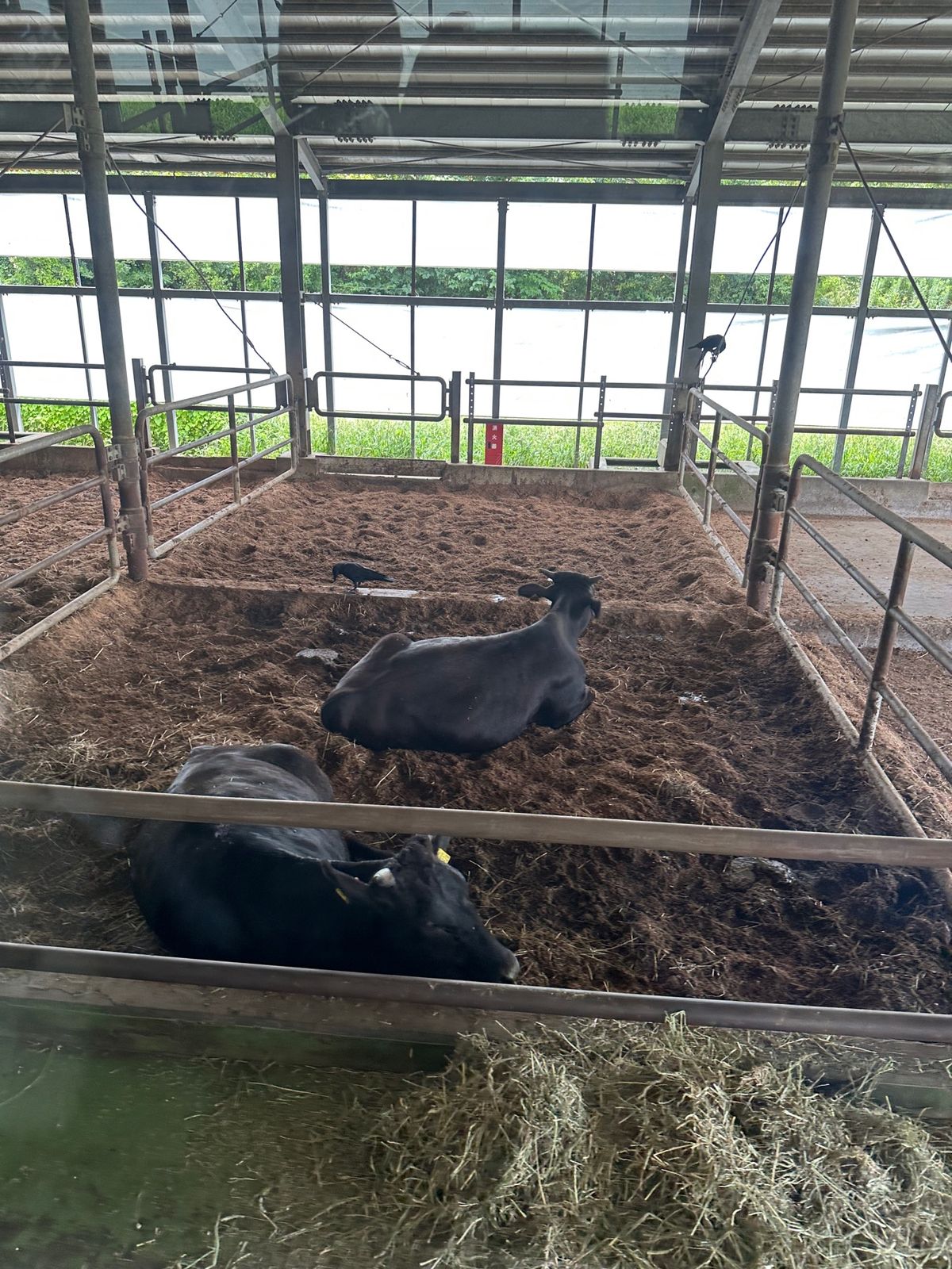 最後に1時間のファームツアーに参加。

バスに乗りながら牧場内を一周。途中...