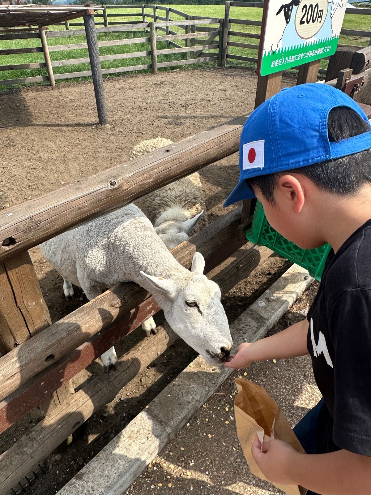 羊の餌やり
200円
すぐなくなる！

講堂みたいな所では羊が展示されてた...