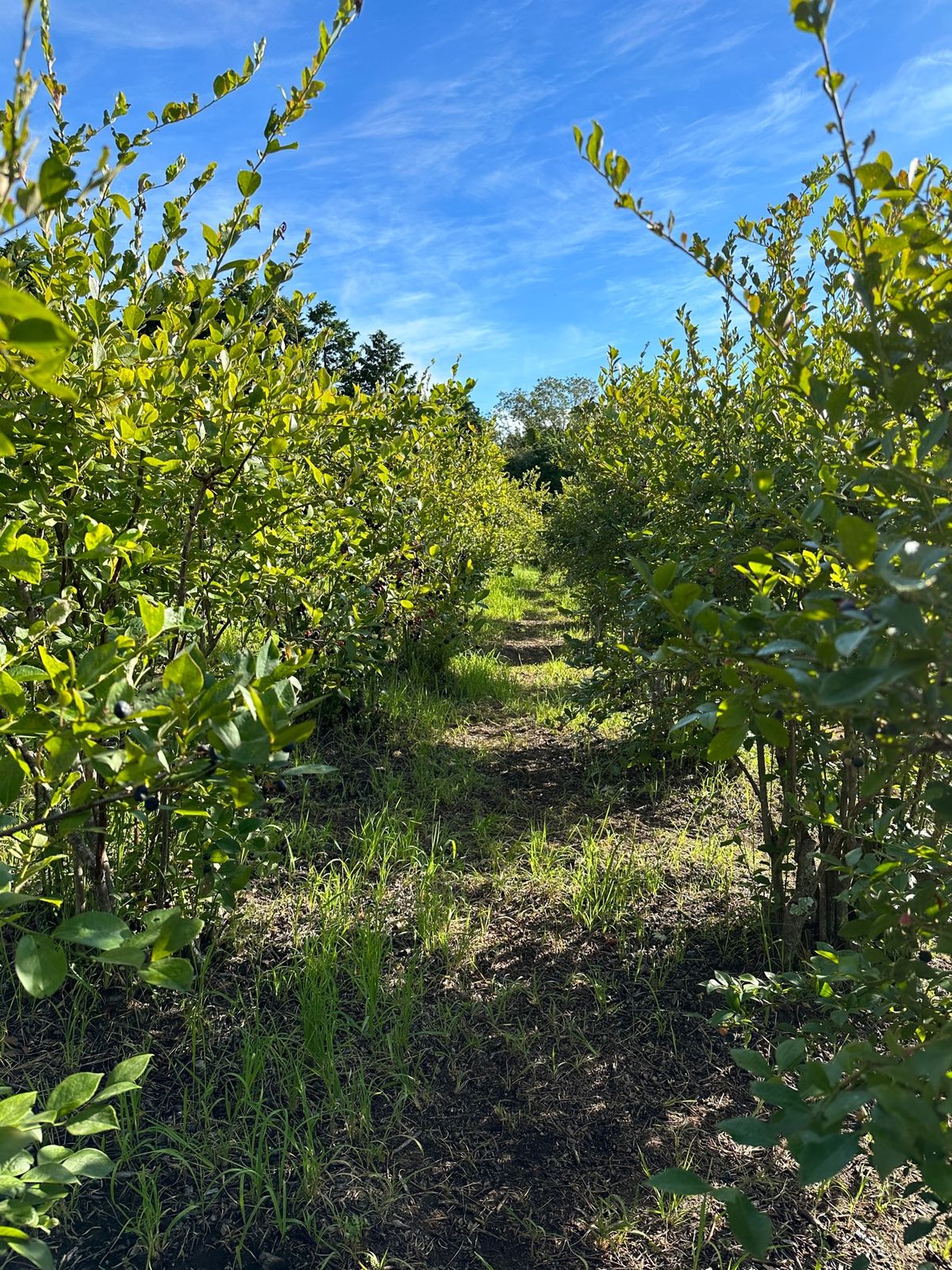 翌朝は早朝からブリーベリー狩り。
ブルーベリー畑に行くまでのカートの移動が...