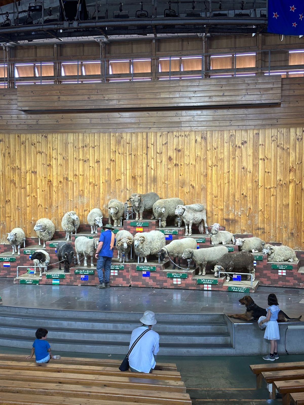 羊の餌やり
200円
すぐなくなる！

講堂みたいな所では羊が展示されてた...