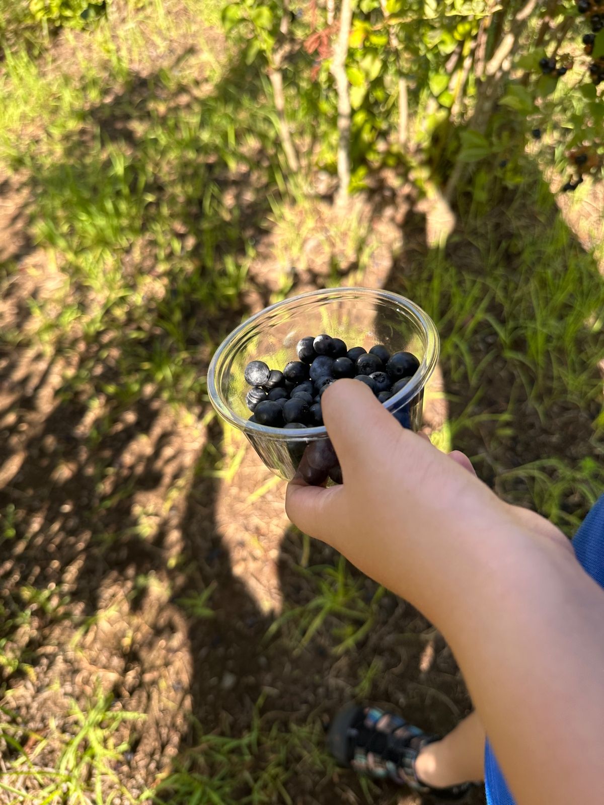 翌朝は早朝からブリーベリー狩り。
ブルーベリー畑に行くまでのカートの移動が...