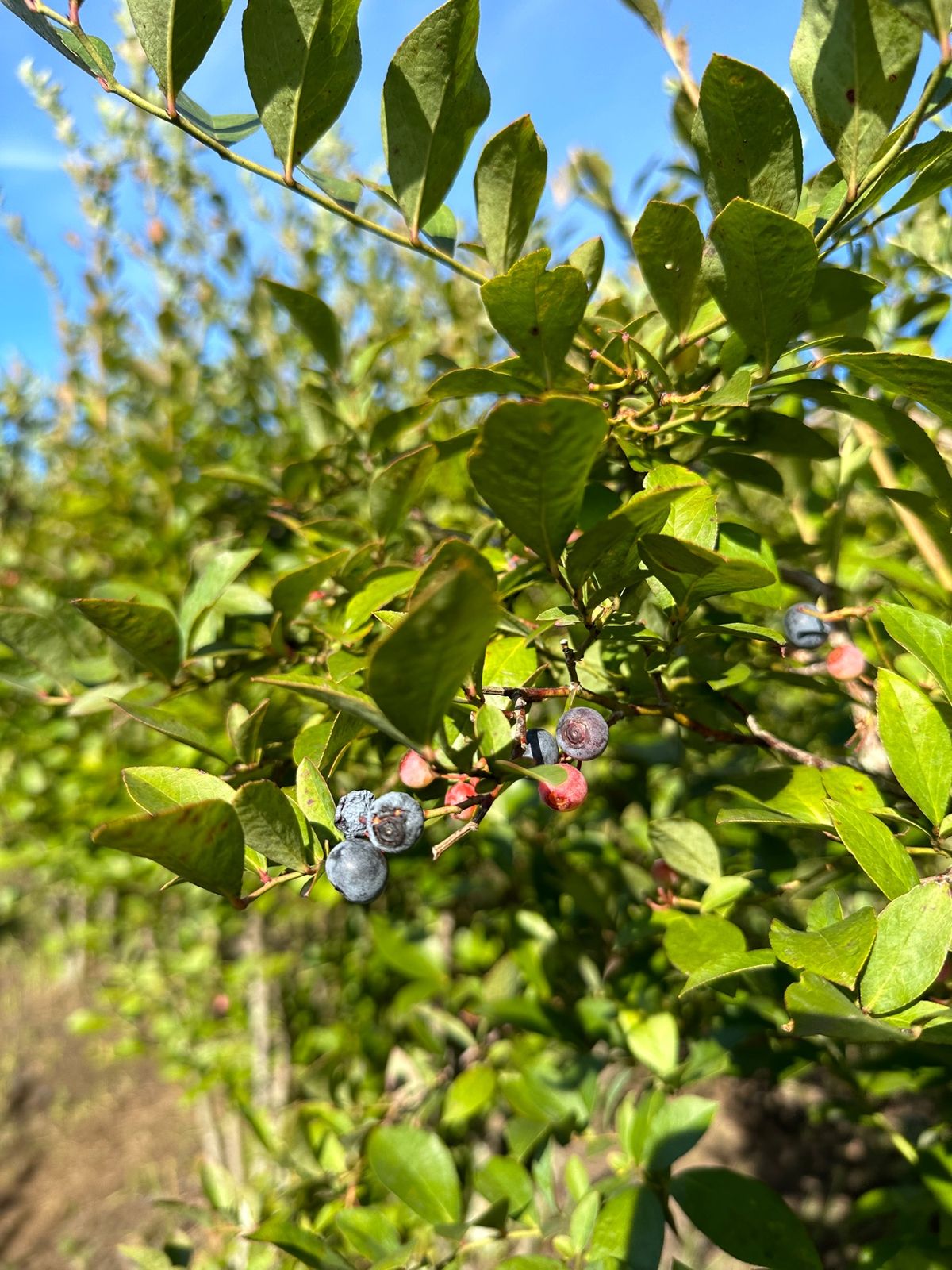 翌朝は早朝からブリーベリー狩り。
ブルーベリー畑に行くまでのカートの移動が...
