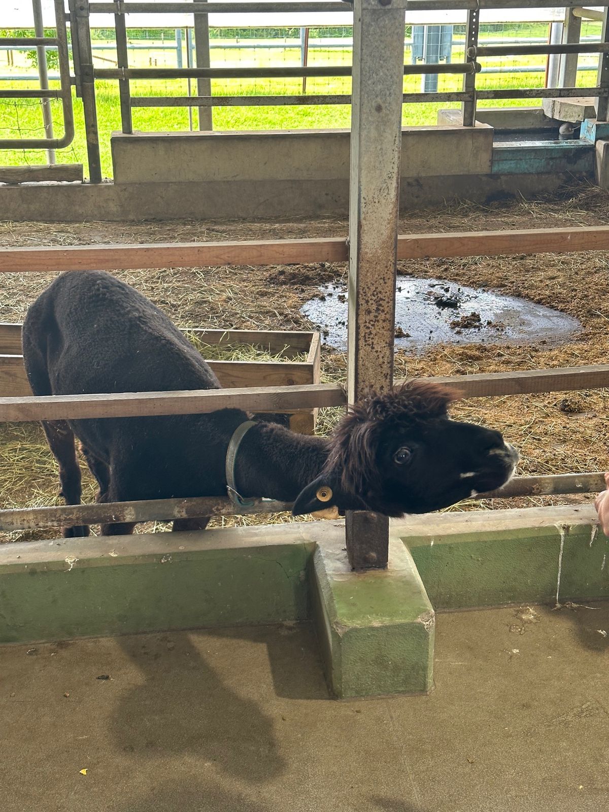 最後に1時間のファームツアーに参加。

バスに乗りながら牧場内を一周。途中...