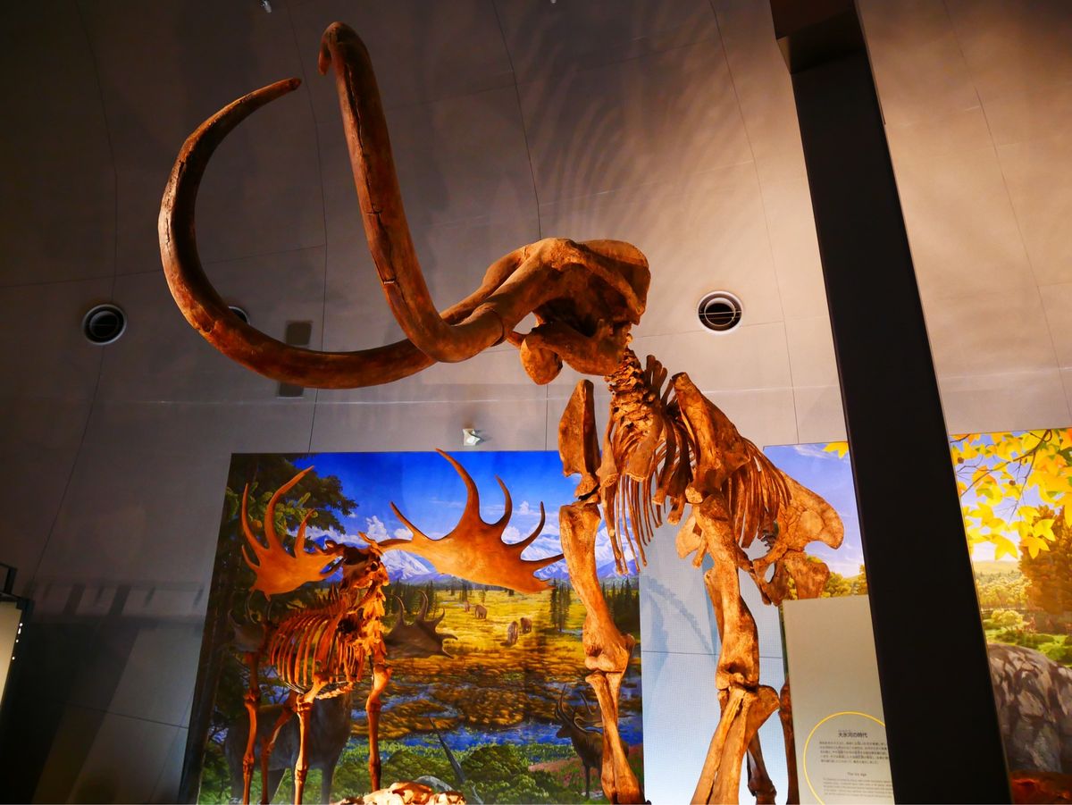 福井県立恐竜博物館