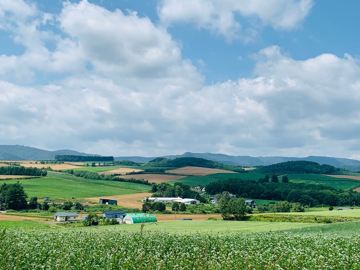 白金青い池、四季彩の丘、パッチワークの路、ファームズ千代田など美瑛の有名ど...