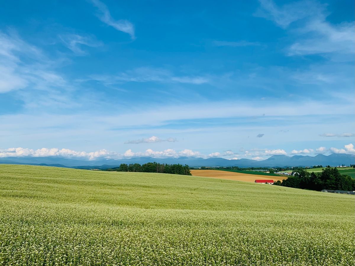 美瑛は見渡す限り丘の景色🌾
これぞ北海道。雄大な自然を感じられた。