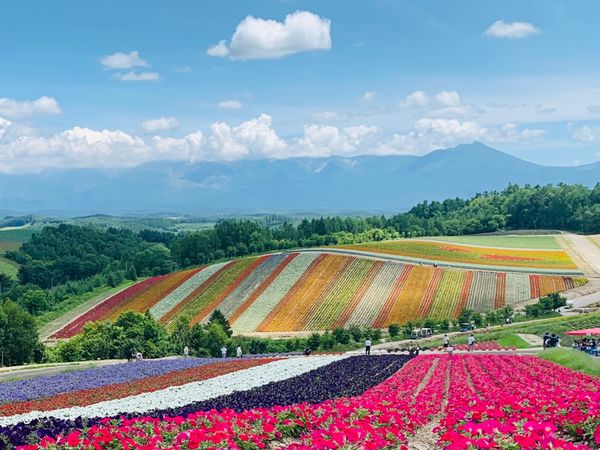 日本・函館「北海道ひとり旅」の写真：美瑛は見渡す限り丘の景色🌾
これぞ北海道...