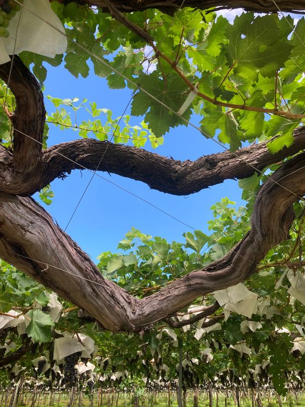 日本・長野県塩尻市「2023夏旅行」の写真