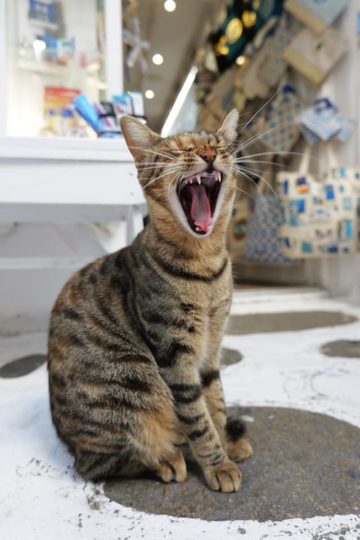 ミコノス島の猫