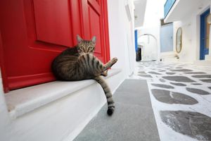 ミコノス島の猫