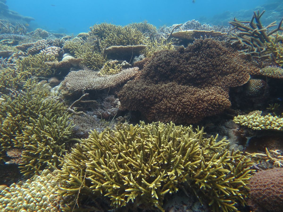 珊瑚がイキイキしてました！