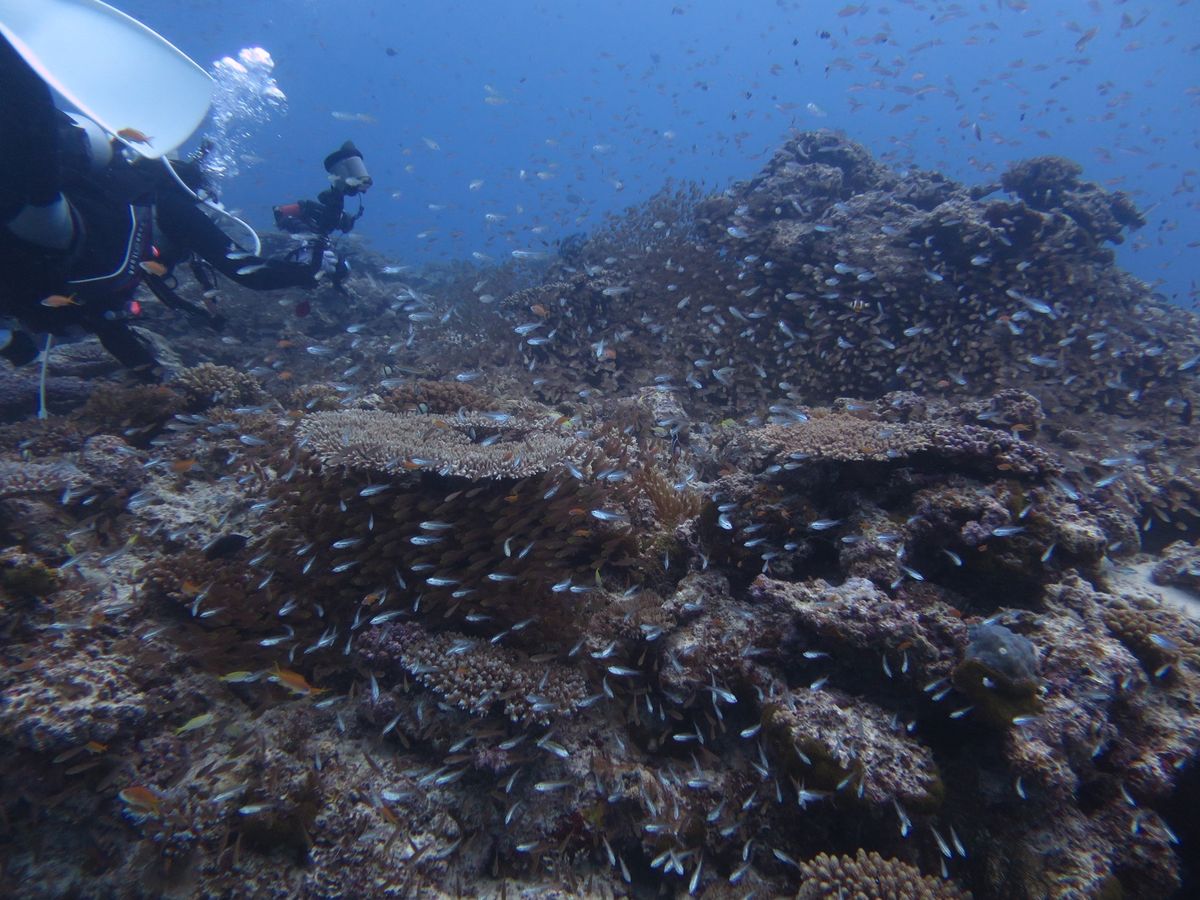 珊瑚がイキイキしてました！