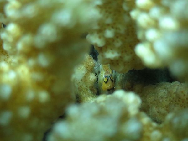 日本・沖縄県「伊是名島ダイビング」の写真：いいキャラクターが揃ってます。