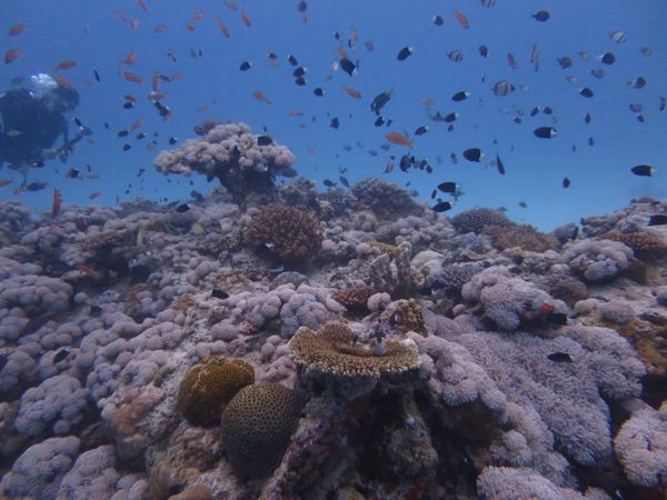 日本・沖縄県「伊是名島ダイビング」の写真：珊瑚がイキイキしてました！