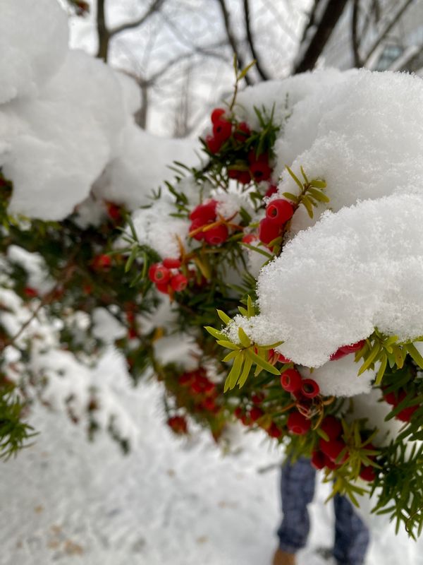 日本・函館「HND ✈︎ HKD ✈︎ CTS ✈︎ HND」の写真