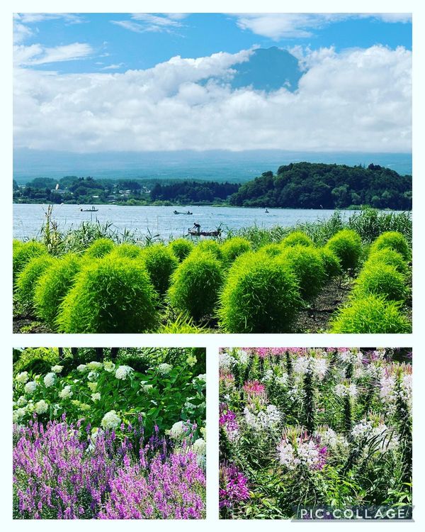 日本・山梨県「花の都公園　大石公園　富士風穴」の写真