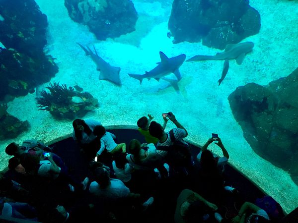 ポルトガル・リスボン「NRT ✈︎ HKG ✈︎ FOC ✈︎ LIS 🚇 OPO ✈︎ FRA  ✈︎ HKG  ✈︎ NRT」の写真：シントラから戻った翌日はリスボン海洋水族...