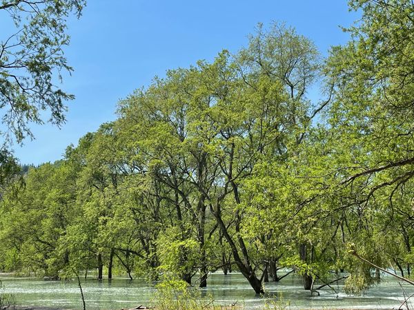 日本・山形県「水没林」の写真