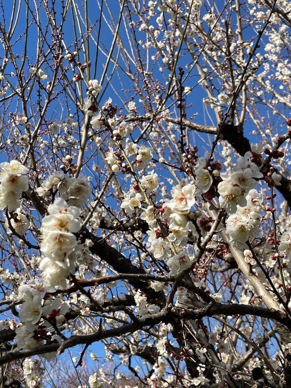 日本・茨城県「茨城」の写真