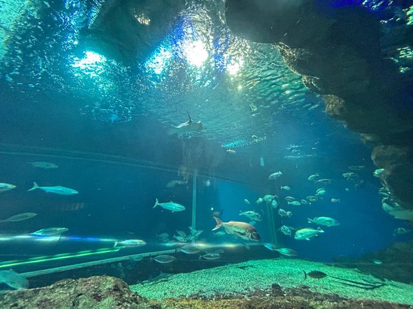 日本・新潟県「初夏の新潟」の写真：夏の新潟は初めてで新鮮でした🌞🌴🌺✨
せ...